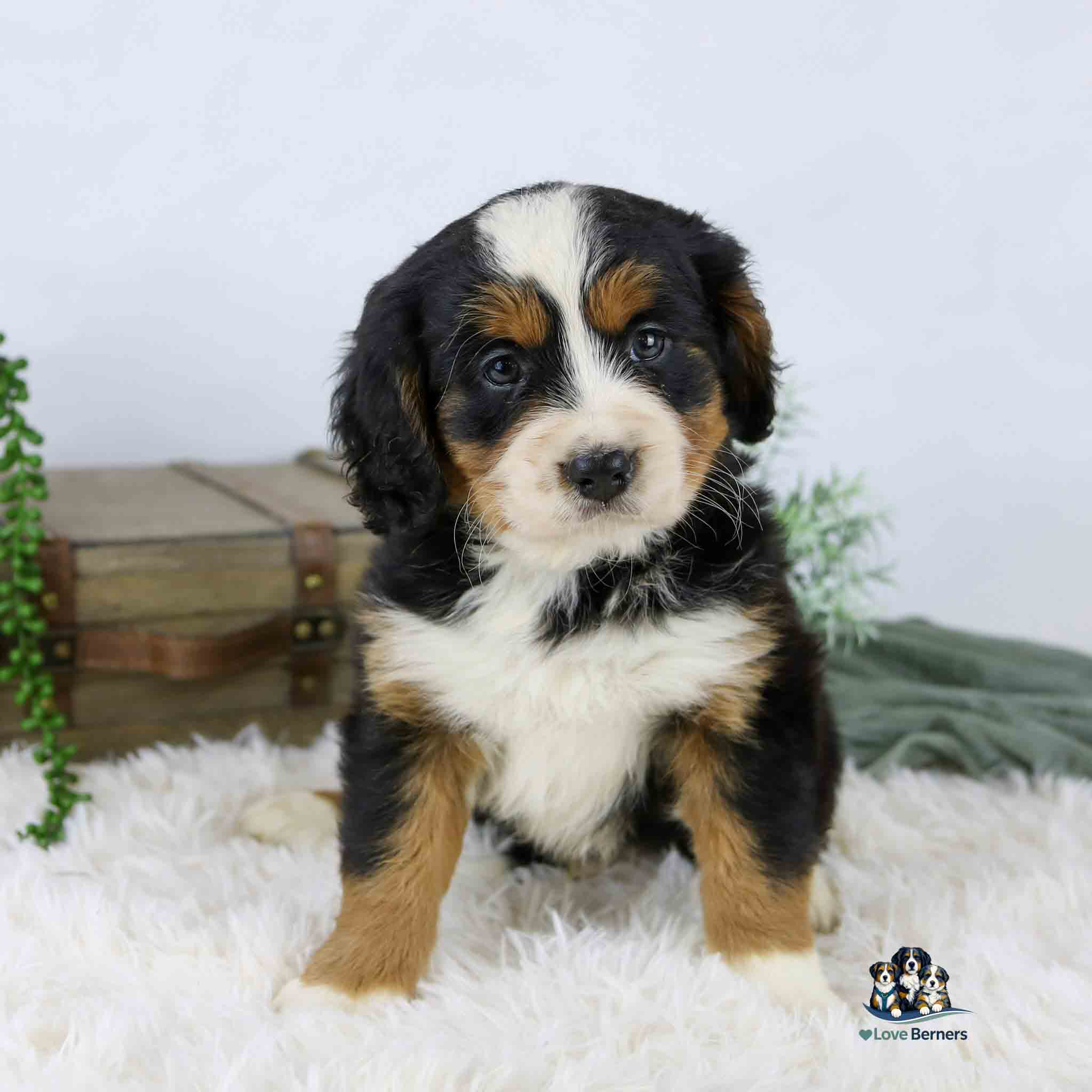 A fluffy Bernese Mountain Dog puppy sits on a white rug with a curious expression. Behind the puppy are two stacked books and some greenery, with a light background.