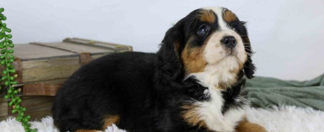 A Bernese Mountain Dog puppy with black, brown, and white fur lies on a fluffy white rug next to a closed wooden chest, with a green plant and blanket in the background.
