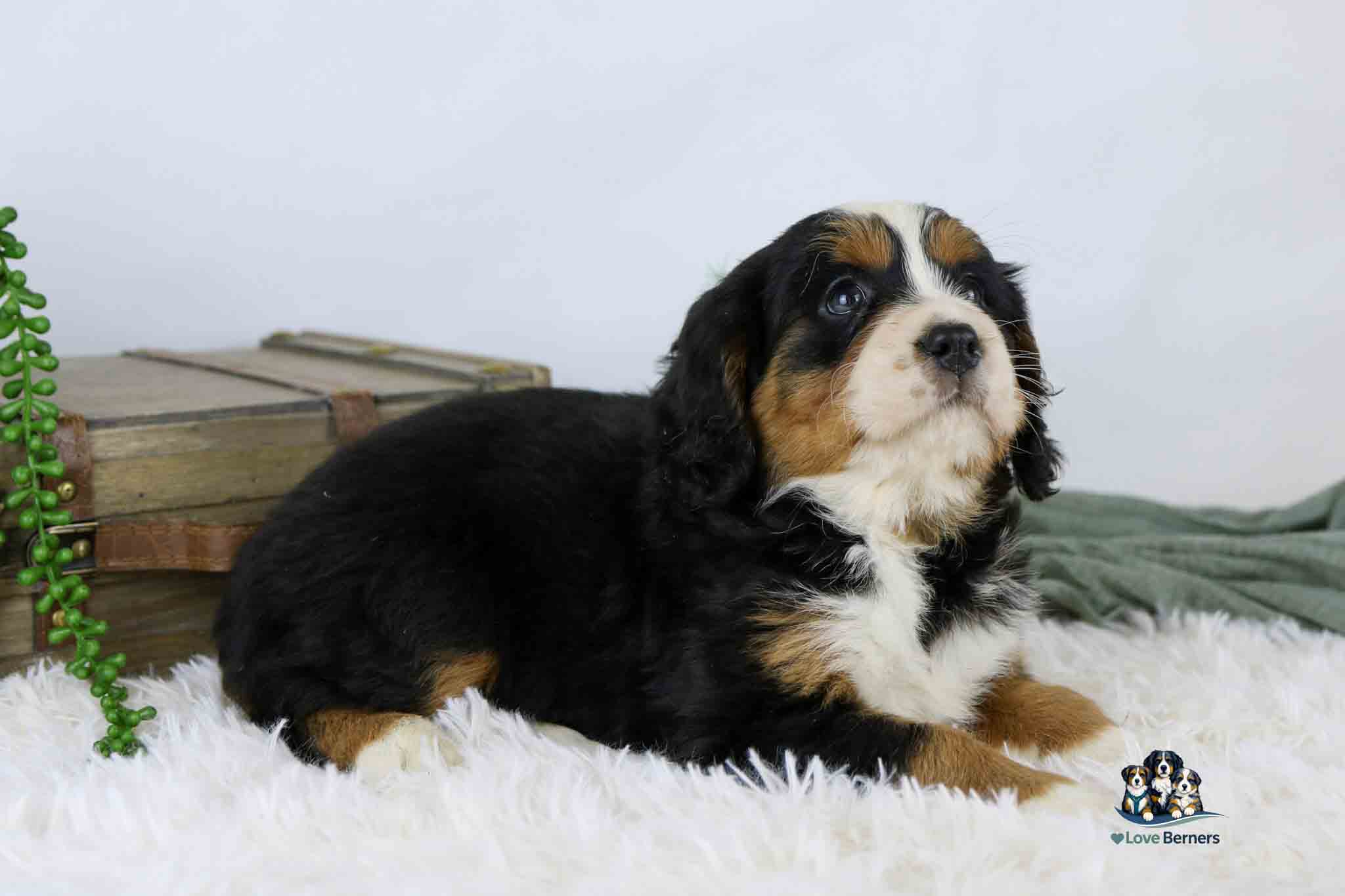 A Bernese Mountain Dog puppy with black, brown, and white fur lies on a fluffy white rug next to a closed wooden chest, with a green plant and blanket in the background.