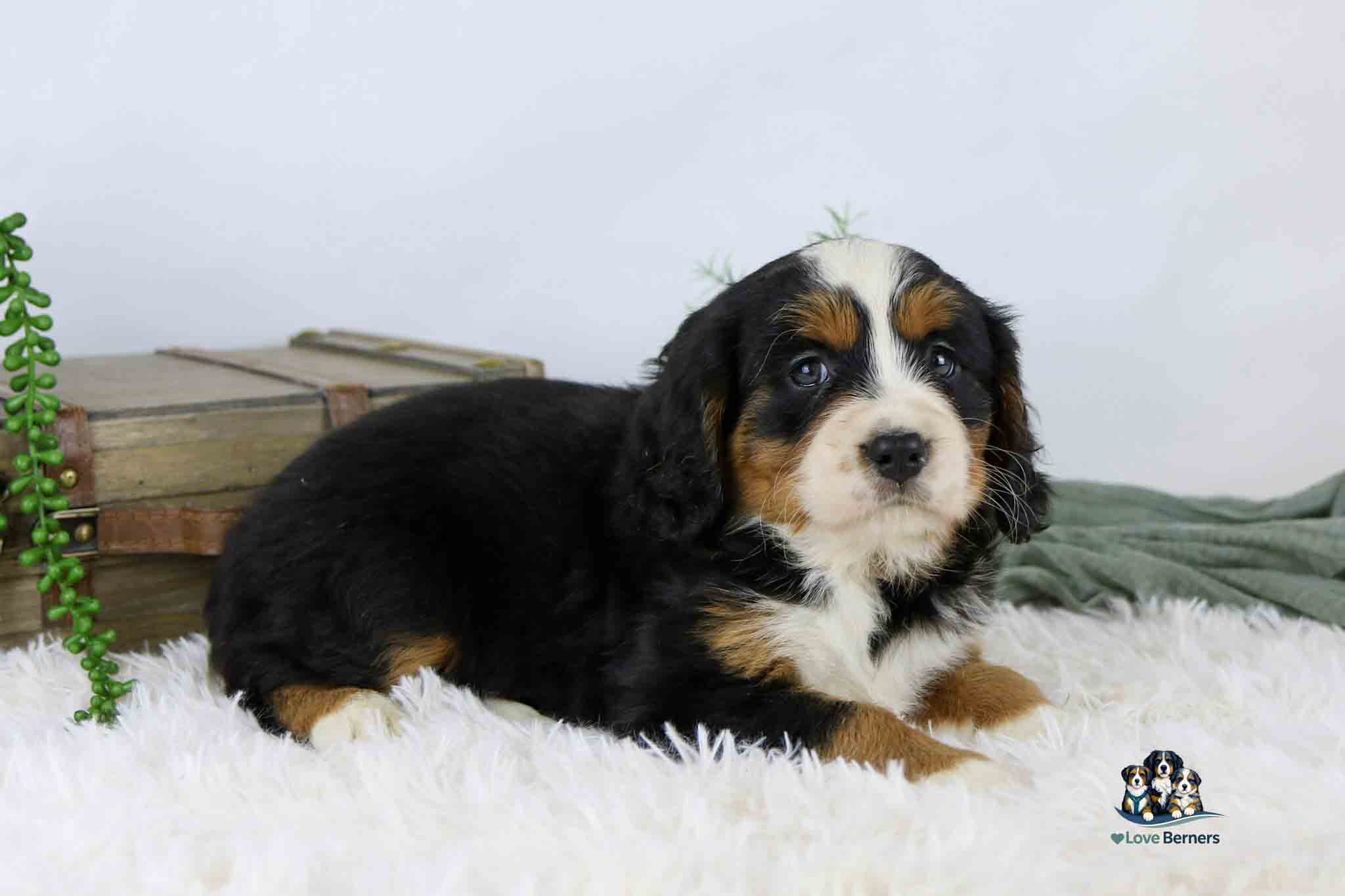 A Bernese Mountain Dog puppy with black, white, and tan fur lies on a soft white rug next to a closed wooden box and some greenery, gazing slightly upward.