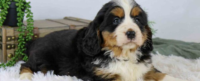 A fluffy Bernese Mountain Dog puppy with black, white, and tan fur lies on a soft white rug. There is a plant and a wooden chest in the background.