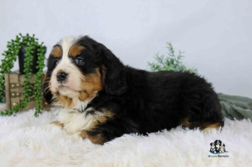 A fluffy Bernese Mountain Dog puppy with black, white, and brown fur lies on a soft white rug, surrounded by green plants and neutral decor.
