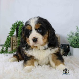 A fluffy Bernese Mountain Dog puppy with black, white, and brown fur sits on a white rug, with green plants and decorative items in the blurred background.