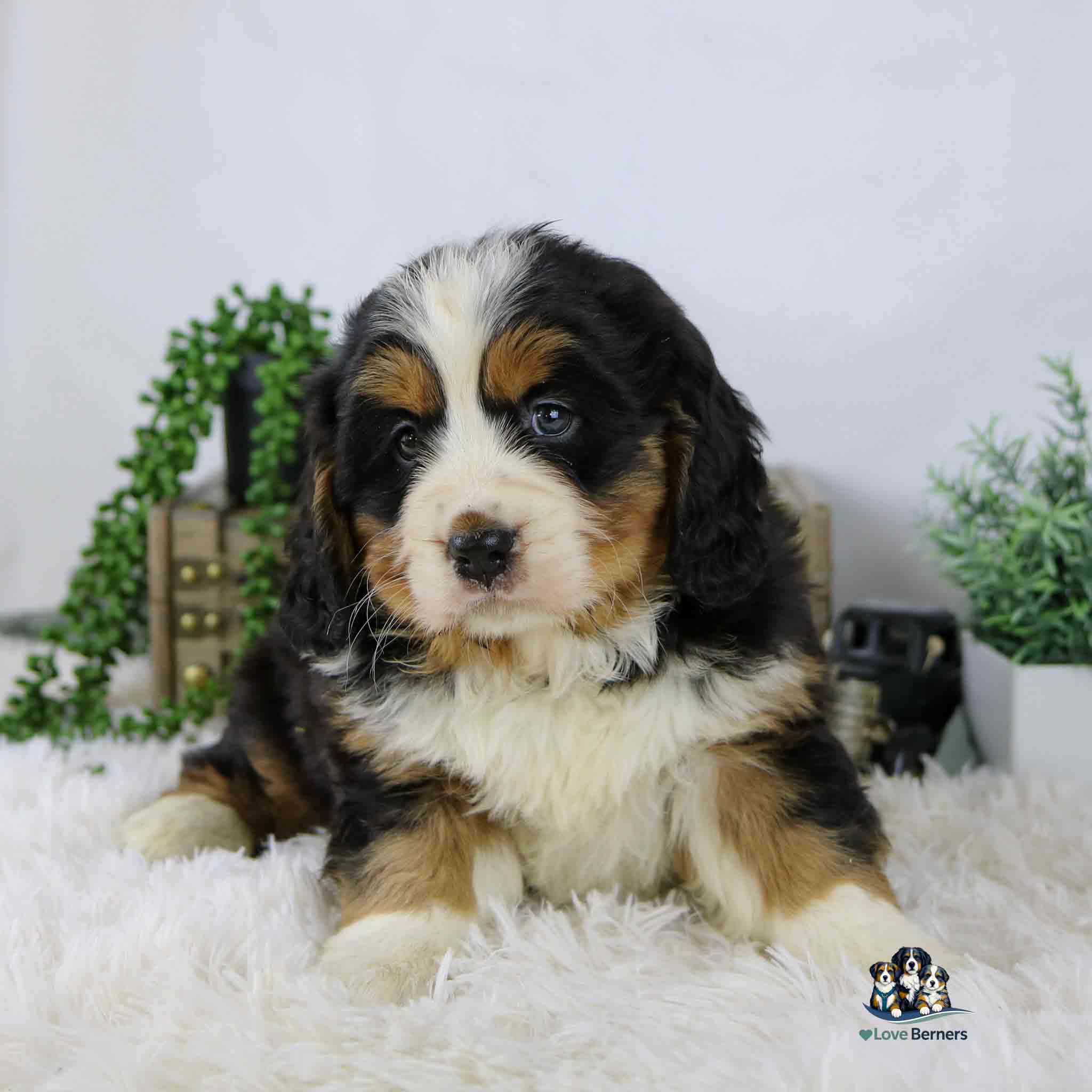 A fluffy Bernese Mountain Dog puppy with black, white, and brown fur sits on a white rug, with green plants and decorative items in the blurred background.