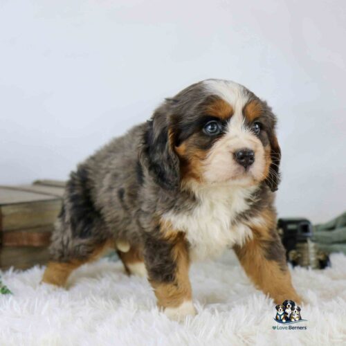A fluffy Bernese Mountain Dog puppy with a mix of brown, black, and white fur stands on a soft white rug, looking slightly to the right. There is a small crate and a toy in the background.