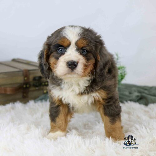 A fluffy Bernese Mountain Dog puppy stands on a white, soft rug, looking at the camera. The puppy has a tricolor coat with brown, black, and white fur. There is a suitcase and green decor in the background.