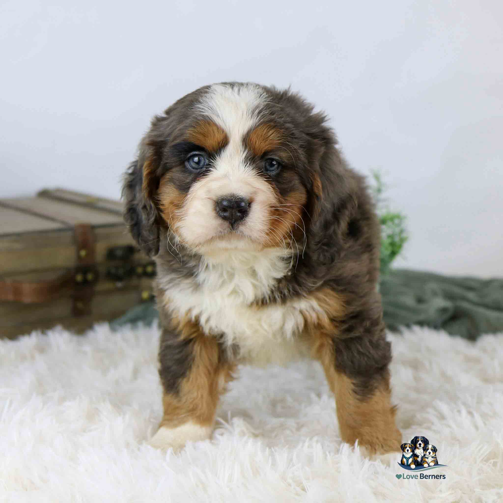 A fluffy Bernese Mountain Dog puppy stands on a white, soft rug, looking at the camera. The puppy has a tricolor coat with brown, black, and white fur. There is a suitcase and green decor in the background.