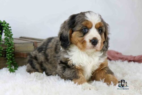 A fluffy Bernese Mountain Dog puppy with tricolor fur and blue eyes lies on a white rug, with a wooden box and green plant in the background.