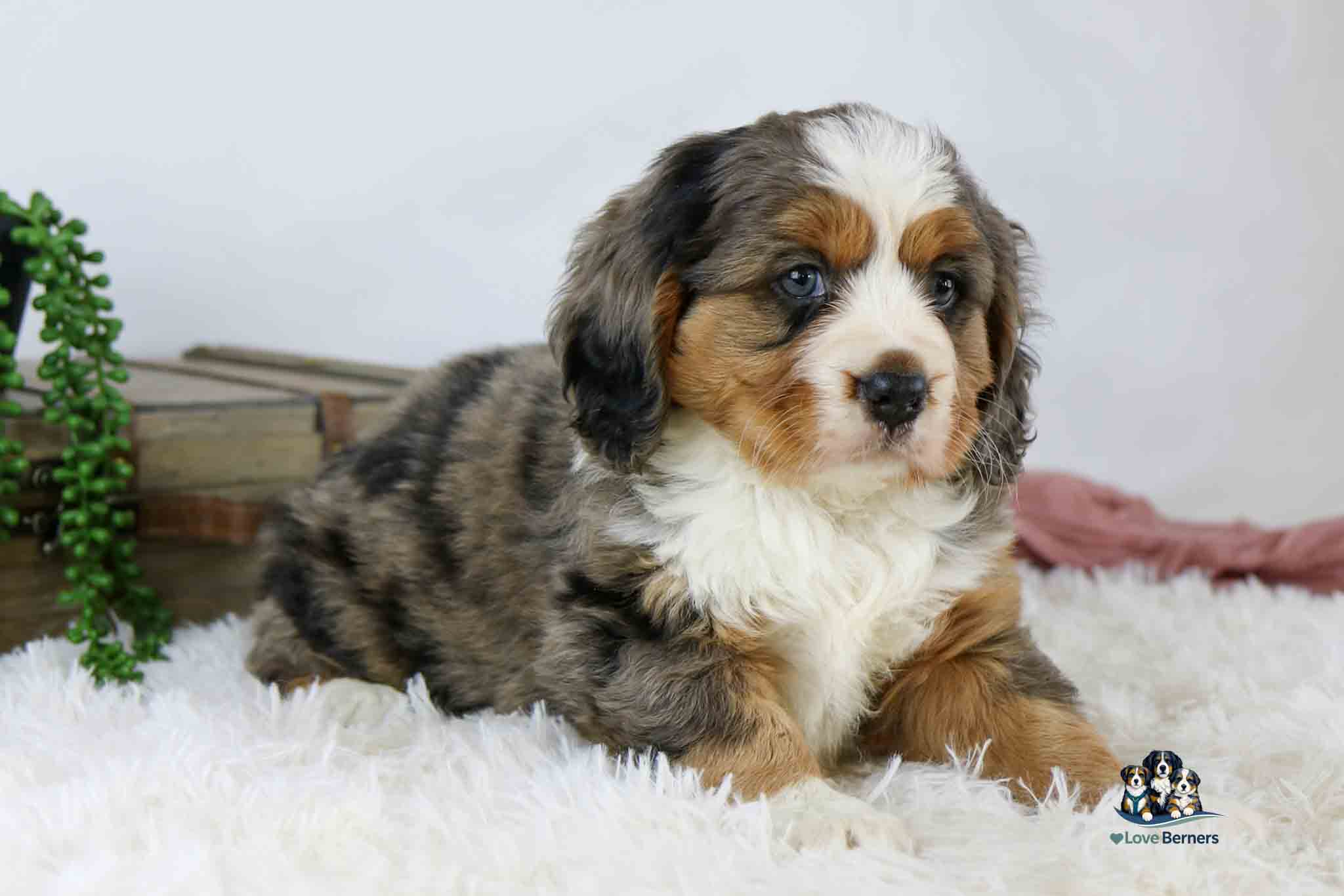 A fluffy Bernese Mountain Dog puppy with tricolor fur and blue eyes lies on a white rug, with a wooden box and green plant in the background.
