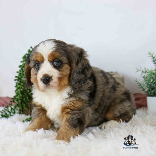 A fluffy Bernese Mountain Dog puppy with a tricolor and merle coat sits on a white furry rug, surrounded by green plants, looking at the camera with a curious expression.