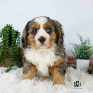 A fluffy Bernese Mountain Dog puppy with blue eyes sits on a white furry rug. Green potted plants are in the background, and a small Love Berners logo is in the lower right corner.