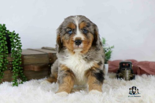 A fluffy, tricolor puppy with blue eyes sits on a white furry rug. Behind the puppy are green plants, stacked wooden boxes, and a small decorative item. The puppy looks directly at the camera.