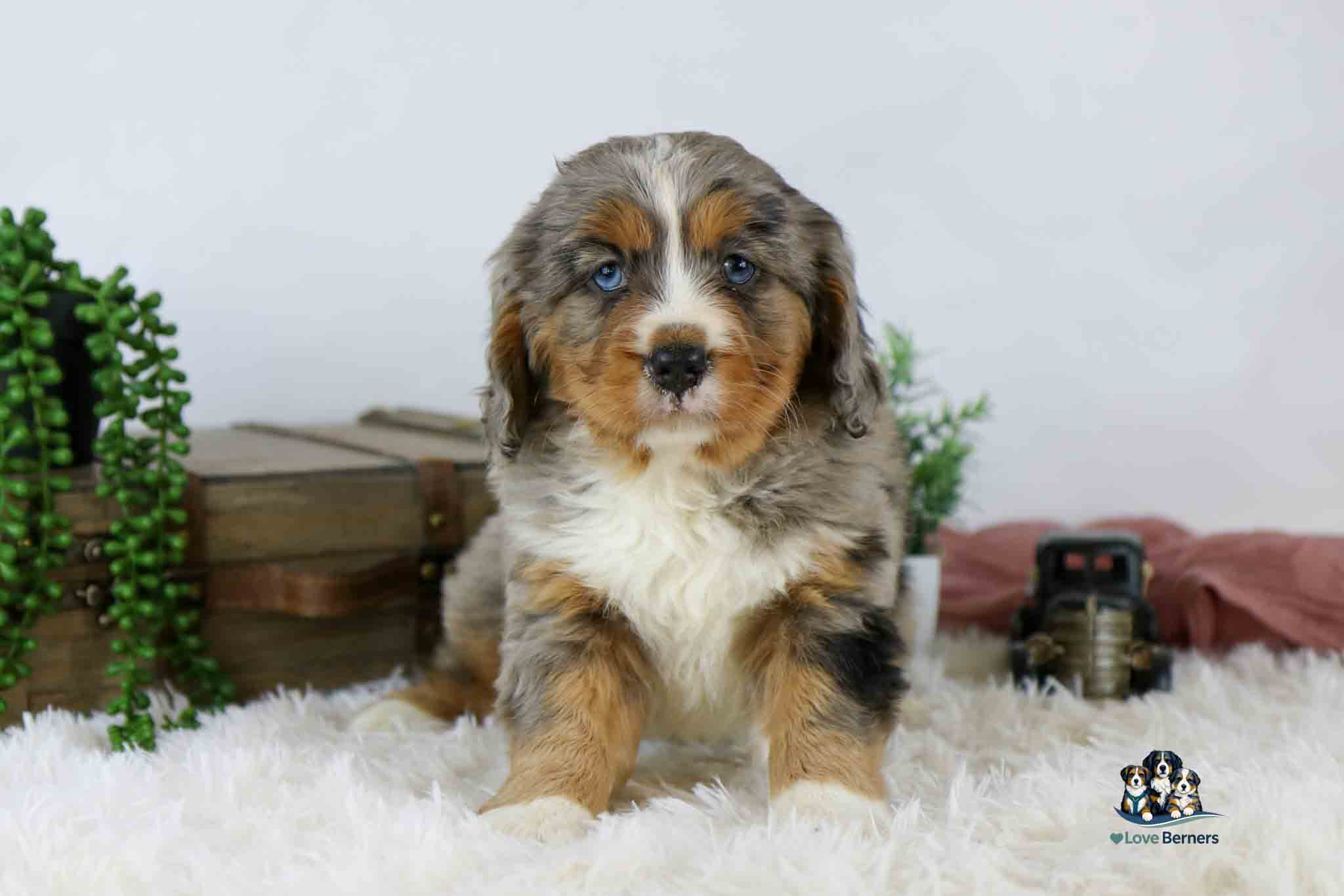 A fluffy, tricolor puppy with blue eyes sits on a white furry rug. Behind the puppy are green plants, stacked wooden boxes, and a small decorative item. The puppy looks directly at the camera.
