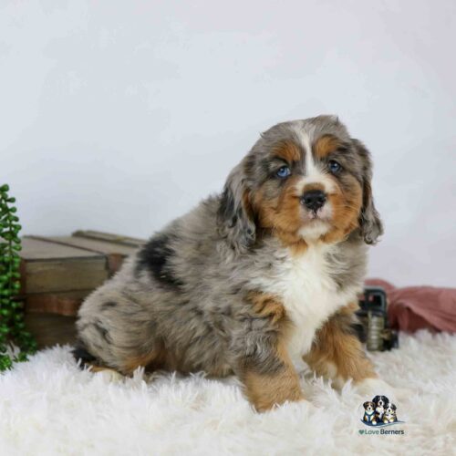 A fluffy, tricolor Bernese Mountain Dog puppy with blue eyes sits on a white, furry rug. The puppy has a mix of gray, black, brown, and white fur. There are books, greenery, and a small camera in the background.