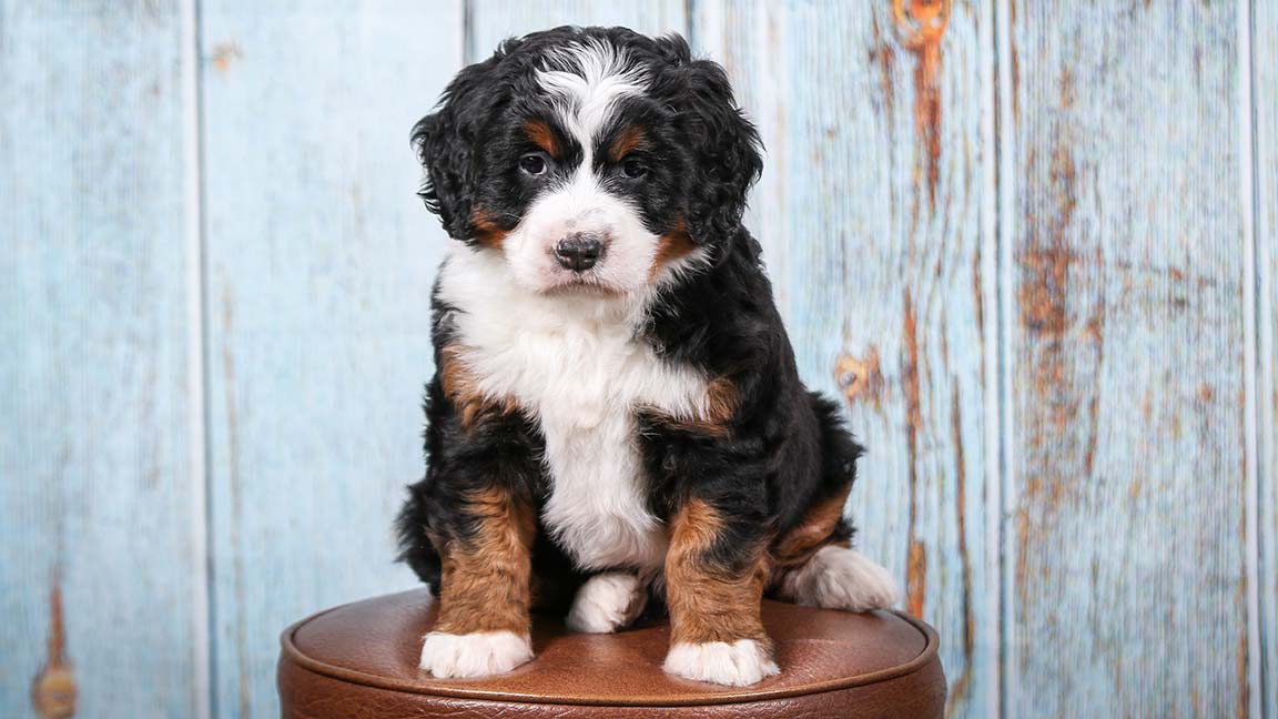 A fluffy black, white, and brown Bernese Mountain Dog puppy sits on a brown stool in front of a light blue wooden wall, looking directly at the camera—an adorable reminder to watch for early signs of dog allergies if you’re sensitive.