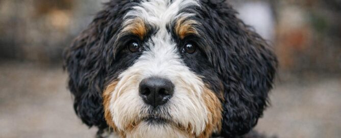 A close-up of a fluffy dog with curly black, white, and brown fur, looking directly at the camera with a calm expression.