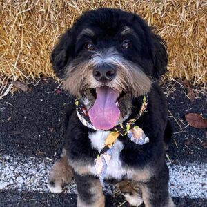 A fluffy black and brown dog with white markings sits on pavement in front of a hay bale, wearing a colorful bandana and panting with its tongue out, showing off its bright smile thanks to great dog dental care.