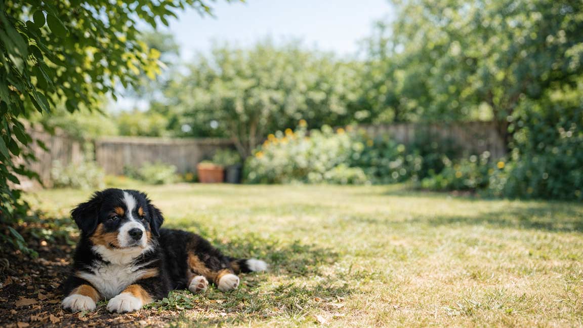 A fluffy black, brown, and white puppy lies on the grass in a sunny backyard, partially shaded by a tree for dog heat safety, with greenery and a wooden fence in the background.