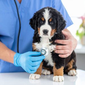 A veterinarian wearing blue scrubs and gloves uses a stethoscope to gently examine a fluffy Bernese Mountain Dog puppy, checking for signs of stress in dogs as it sits calmly on a table.