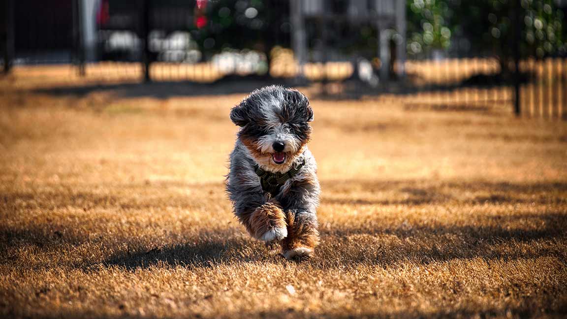A small, fluffy dog with black, gray, and brown fur runs energetically across a sunlit, dry grassy field, looking as joyful as your first night with a new puppy. A blurred fence and greenery are visible in the background.