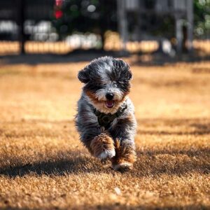 A fluffy, gray and brown dog runs energetically across a sunlit, dry grassy field, its tongue out and ears flapping—a joyful reminder of the excitement of bringing puppy home and exploring with your newest family member.