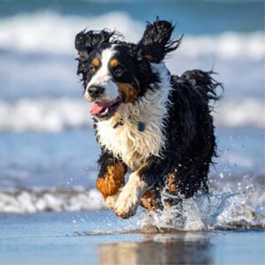 A wet, happy Bernese Mountain Dog runs through shallow water at the beach, ears flopping and tongue out—reminding us how important regular dog ear care is, especially after fun days by the ocean.