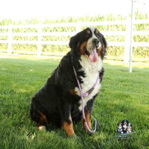 A large, fluffy Bernese Mountain Dog sits on green grass, panting with its tongue out. The dog’s leash is purple, and a white fence and cornfield are in the background. A small logo with three cartoon dogs is in the corner.