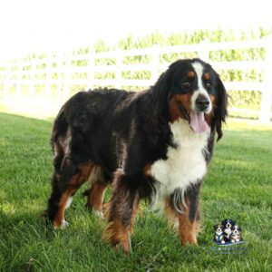 A Bernese Mountain Dog stands on green grass with a white fence and tall plants in the background. The dog has a black, white, and brown coat and is panting with its tongue out.
