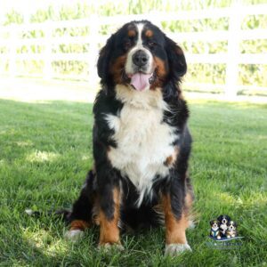 A Bernese Mountain Dog sits on green grass in a sunny outdoor area with a white fence in the background. The dog is looking forward with its tongue out.