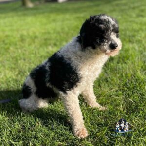 Cody – Father A small black and white curly-haired dog sits on green grass in sunlight. There is a logo with three cartoon dogs in the bottom right corner of the image.