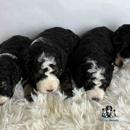 Four fluffy Bernese Mountain Dog puppies with curly black and white fur lie close together on a white shaggy rug. A small Love Berners logo appears in the bottom right corner.