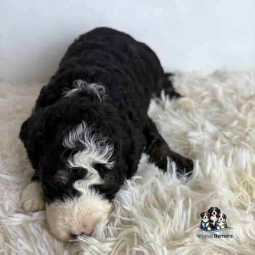 A curly-haired black, white, and brown puppy lies on a fluffy white rug. Theres a small Love Berners logo with cartoon dogs in the bottom right corner.