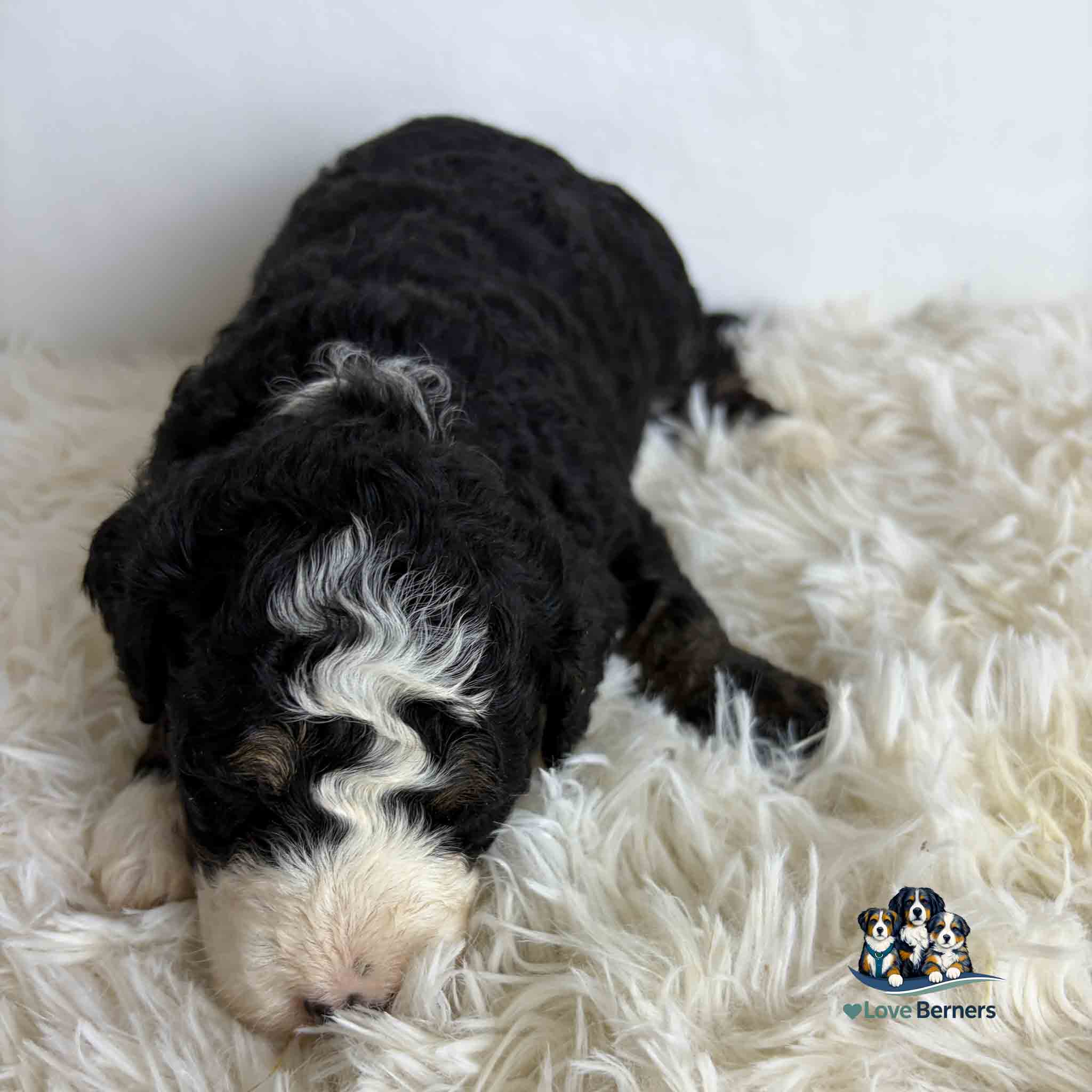 A curly-haired black, white, and brown puppy lies on a fluffy white rug. Theres a small Love Berners logo with cartoon dogs in the bottom right corner.