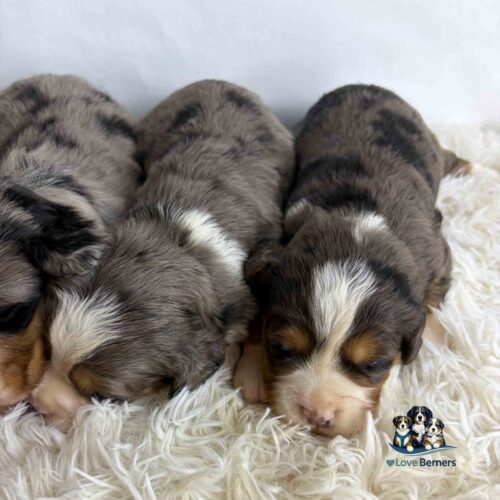 Three fluffy Bernese Mountain Dog puppies sleep closely together on a soft white rug. A small Love Berners logo with cartoon puppies is in the bottom right corner.