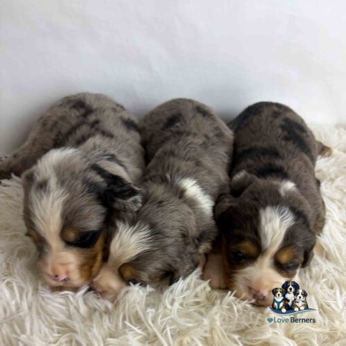 Three adorable Australian Shepherd puppies sleep close together on a fluffy white rug. Each has a mix of grey, white, black, and tan fur. The Love Berners logo is in the bottom right corner.