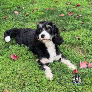 Patty the Bernedoodle A black and white dog with curly fur lies on green grass, surrounded by scattered red leaves. A small cartoon logo with three dogs is in the lower right corner.