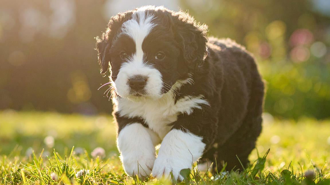 A fluffy black and white new puppy walks on green grass outdoors, with sunlight softly illuminating its fur as kids play nearby, and a blurry background of trees and flowers.
