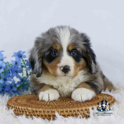 A fluffy tricolor puppy with blue eyes lies on a woven mat next to blue flowers, looking at the camera. The image includes a small logo with cartoon dogs and the text iLove Berners Mini Bernese Run Club..