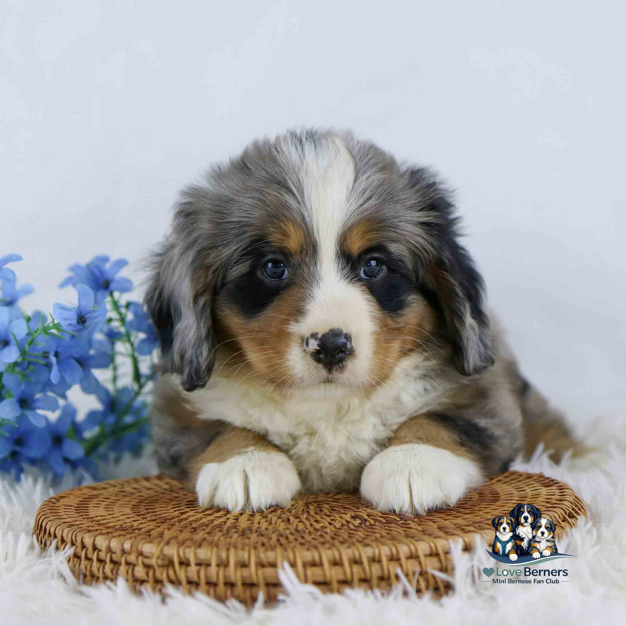 A fluffy tricolor puppy with blue eyes lies on a woven mat next to blue flowers, looking at the camera. The image includes a small logo with cartoon dogs and the text iLove Berners Mini Bernese Run Club..
