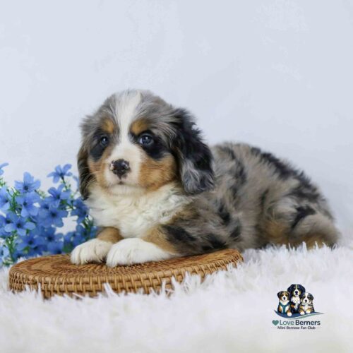 A fluffy Australian Shepherd puppy with a merle coat lies on a wicker mat, surrounded by white fur and blue flowers. The Love Berners logo appears in the bottom right corner.