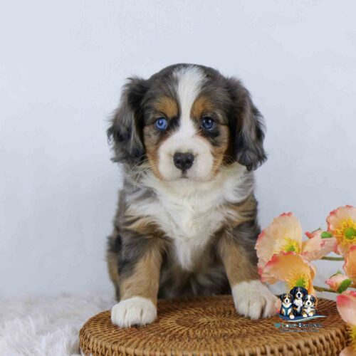 A fluffy puppy with blue eyes and a tricolor coat sits on a woven mat next to orange and yellow flowers, against a white background.