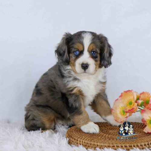 A fluffy tricolor puppy with blue eyes sits on a woven mat next to orange flowers, against a white background.