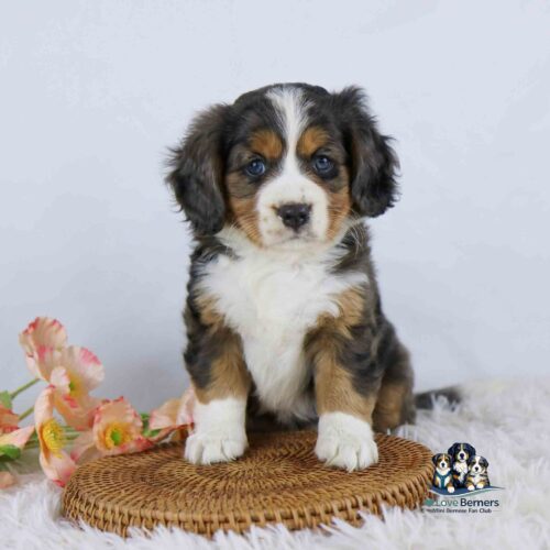 A fluffy Bernese Mountain Dog puppy sits on a round mat next to pink flowers, with a white furry rug underneath. A logo with two puppies and text Love Berners appears in the lower corner.