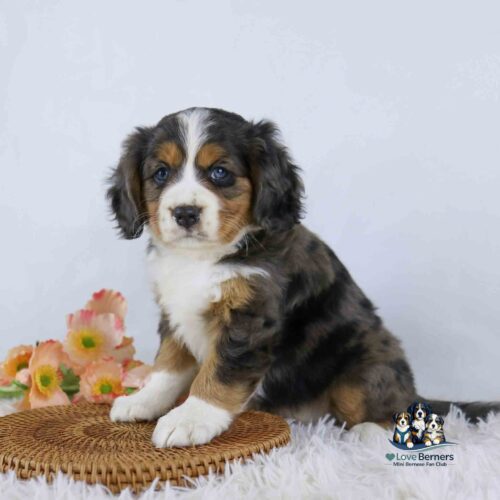 A fluffy, tricolor Bernese Mountain Dog puppy sits on a woven mat next to pink flowers, with a Love Berners logo in the bottom right corner. The background is white and soft.
