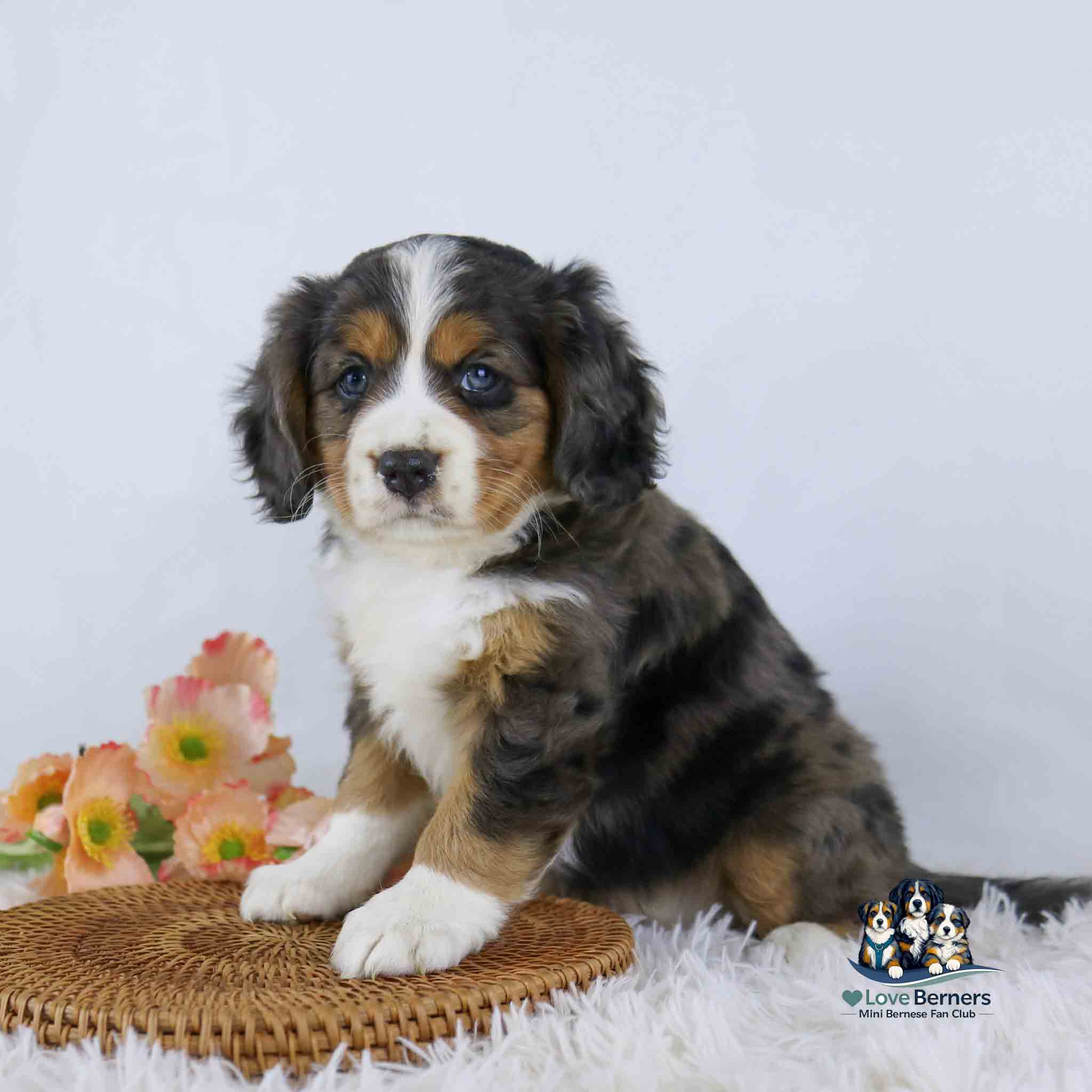 A fluffy, tricolor Bernese Mountain Dog puppy sits on a woven mat next to pink flowers, with a Love Berners logo in the bottom right corner. The background is white and soft.