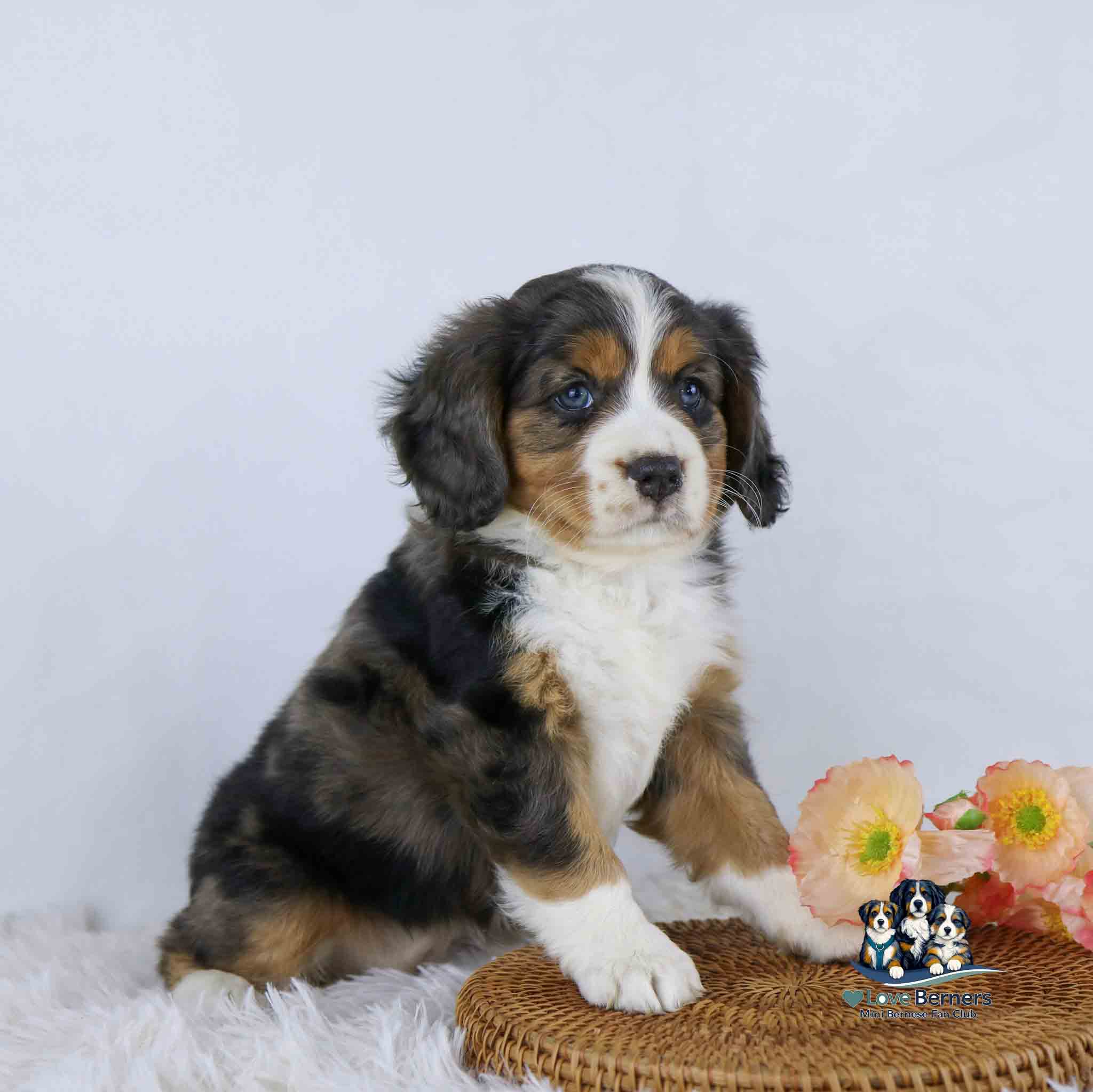 A fluffy tricolor puppy sits on a round wicker mat next to peach-colored flowers, looking slightly to the side against a plain white background.