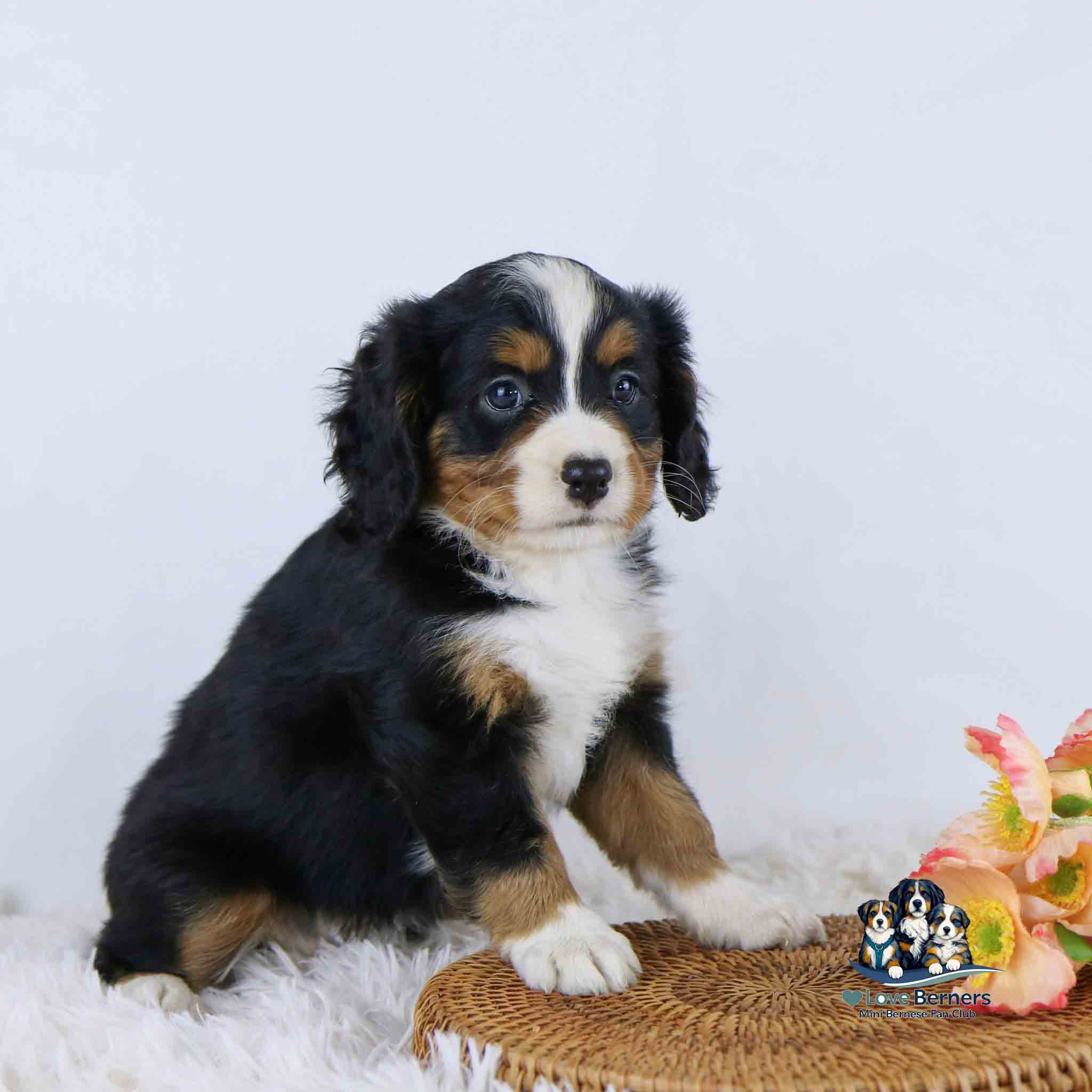 A Bernese Mountain Dog puppy sits on a fluffy white surface next to a wicker mat and pink flowers, looking at the camera with a calm expression.