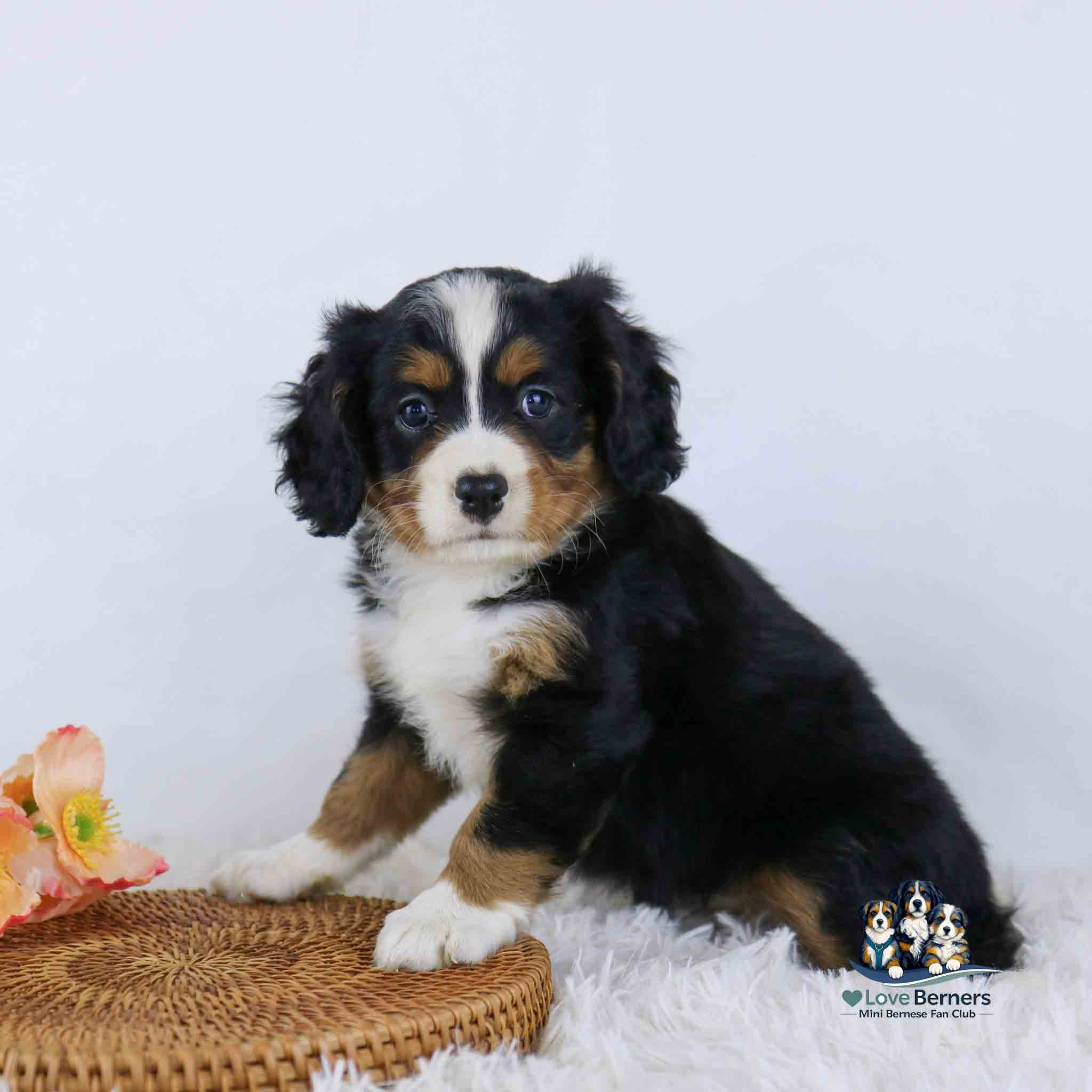 A fluffy black, white, and brown puppy sits on a circular woven mat with a white background and a pink flower nearby. A small logo with three cartoon puppies is in the bottom right corner.