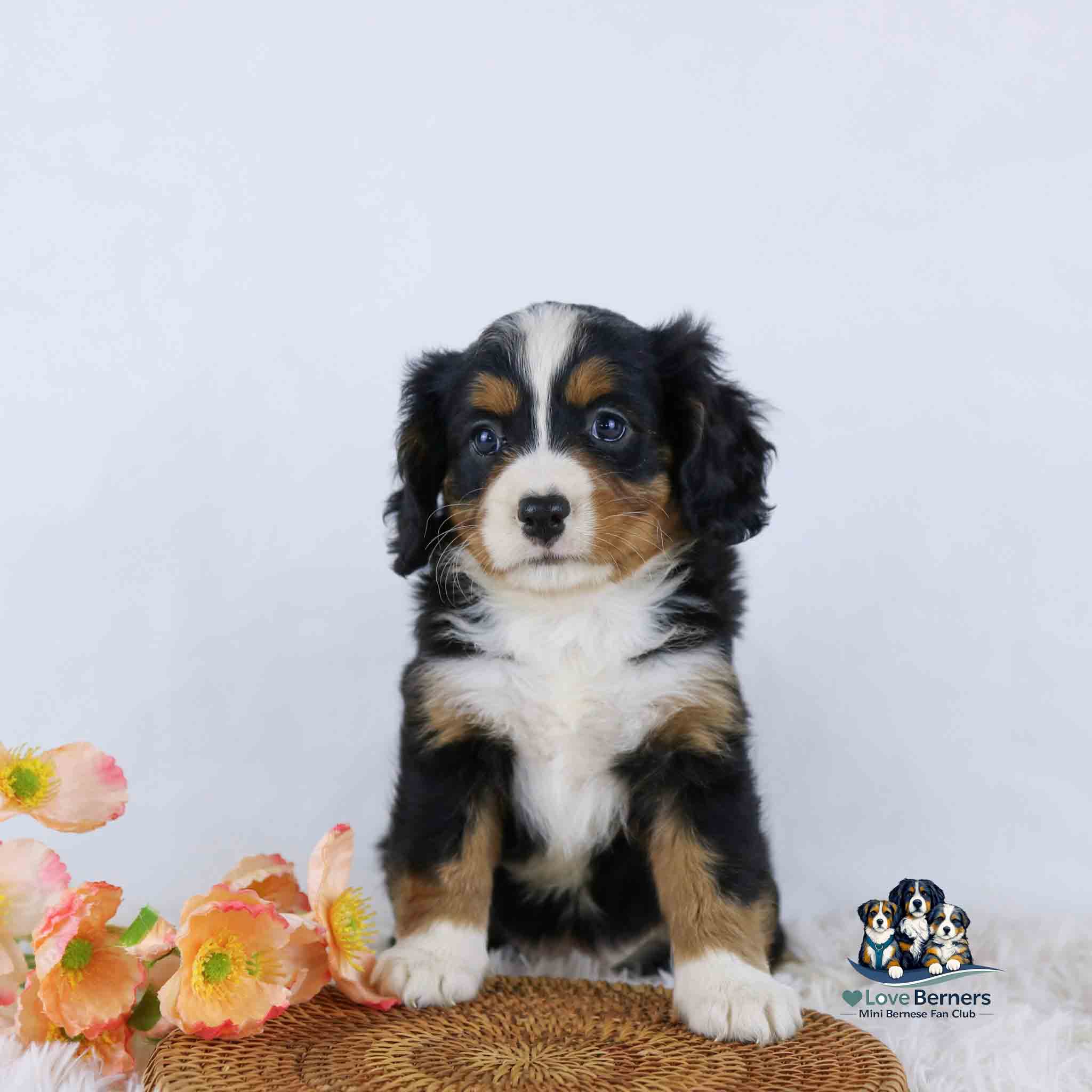 A fluffy black, brown, and white puppy sits on a woven surface near pink flowers, with a Love Berners logo in the corner. The background is light and plain.
