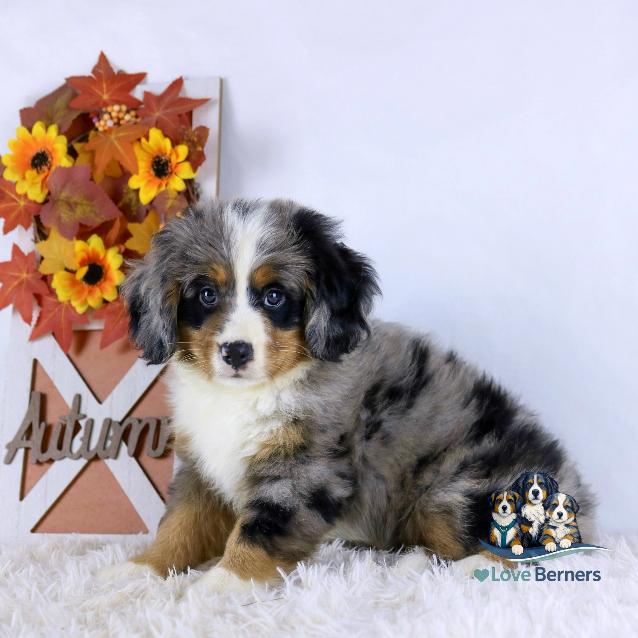A fluffy merle puppy with blue eyes sits on a white rug. Behind it is a wooden Autumn sign decorated with sunflowers and orange leaves. The Love Berners logo is in the corner.